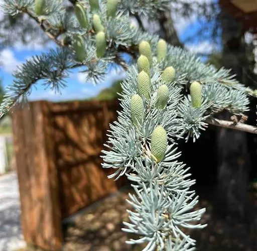 Agreable Maison Landaise Proche Du Vakantiehuis Sanguinet